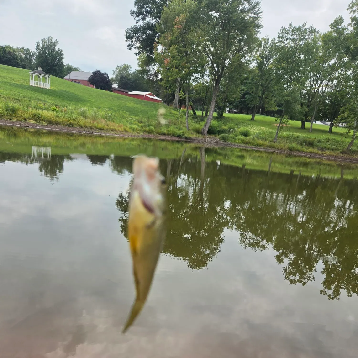 Fish caught on Fishbrain