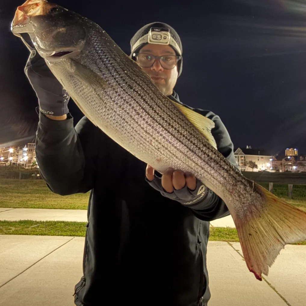 Striped bass caught on Fishbrain