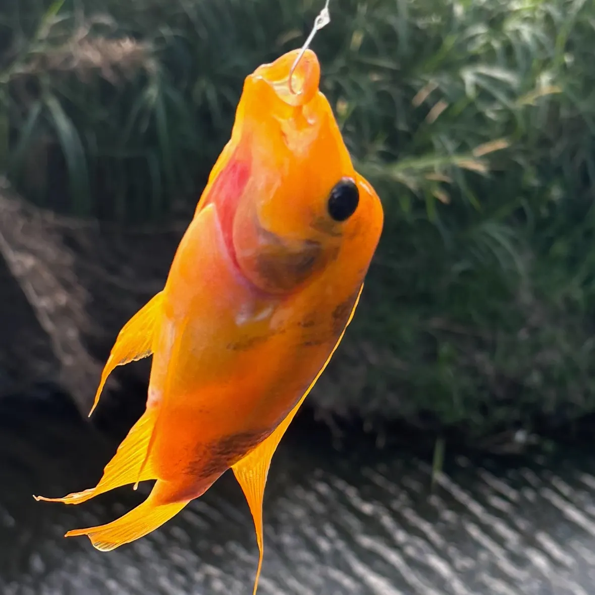 The most recent Red devil cichlid catches on Fishbrain