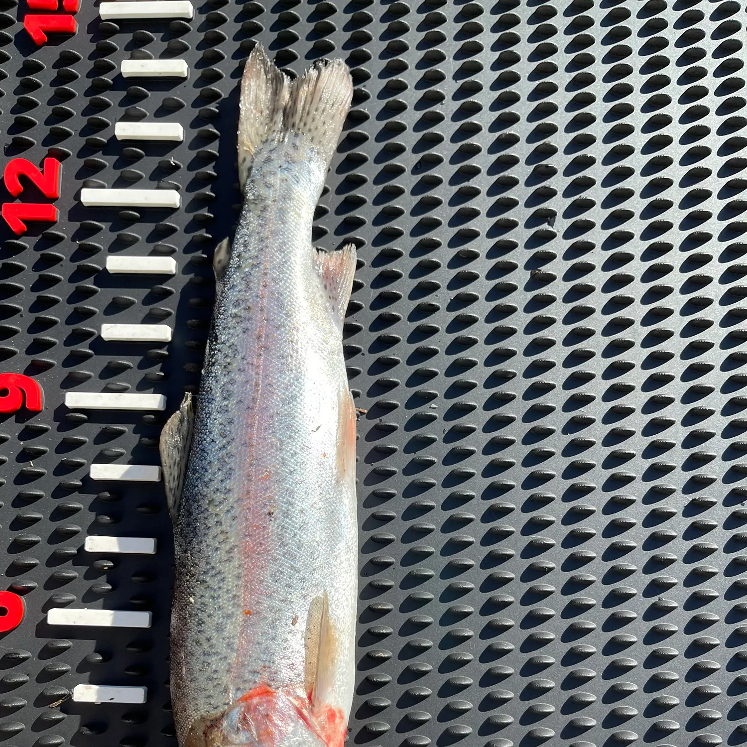 The most recent Rainbow trout catches on Fishbrain
