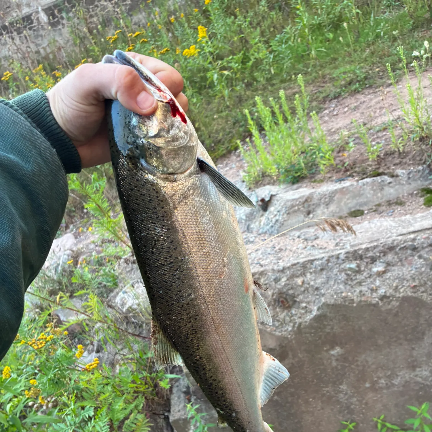 Coho salmon caught on Fishbrain