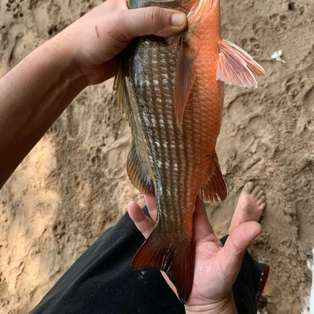 recently logged catches