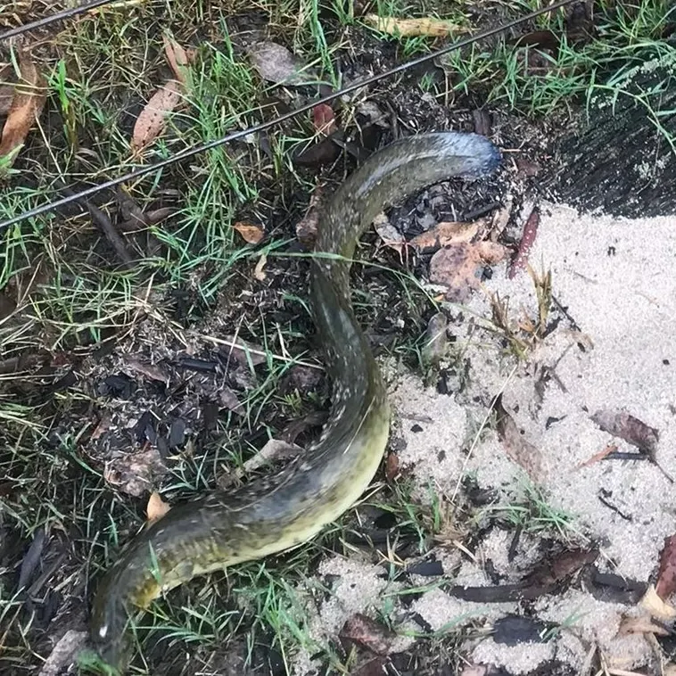 The most recent Shortfin eel catches on Fishbrain