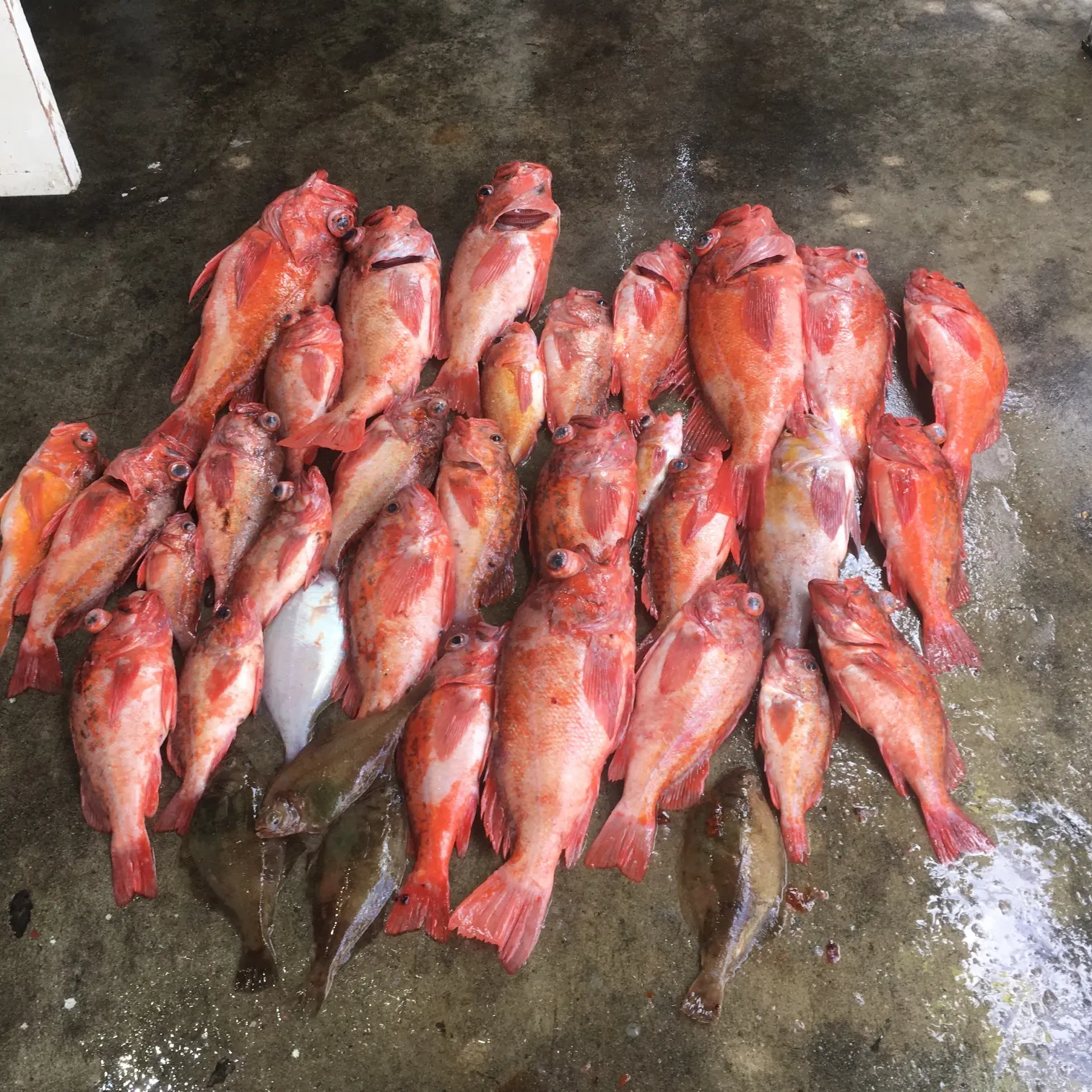 The most recent Vermilion rockfish catches on Fishbrain