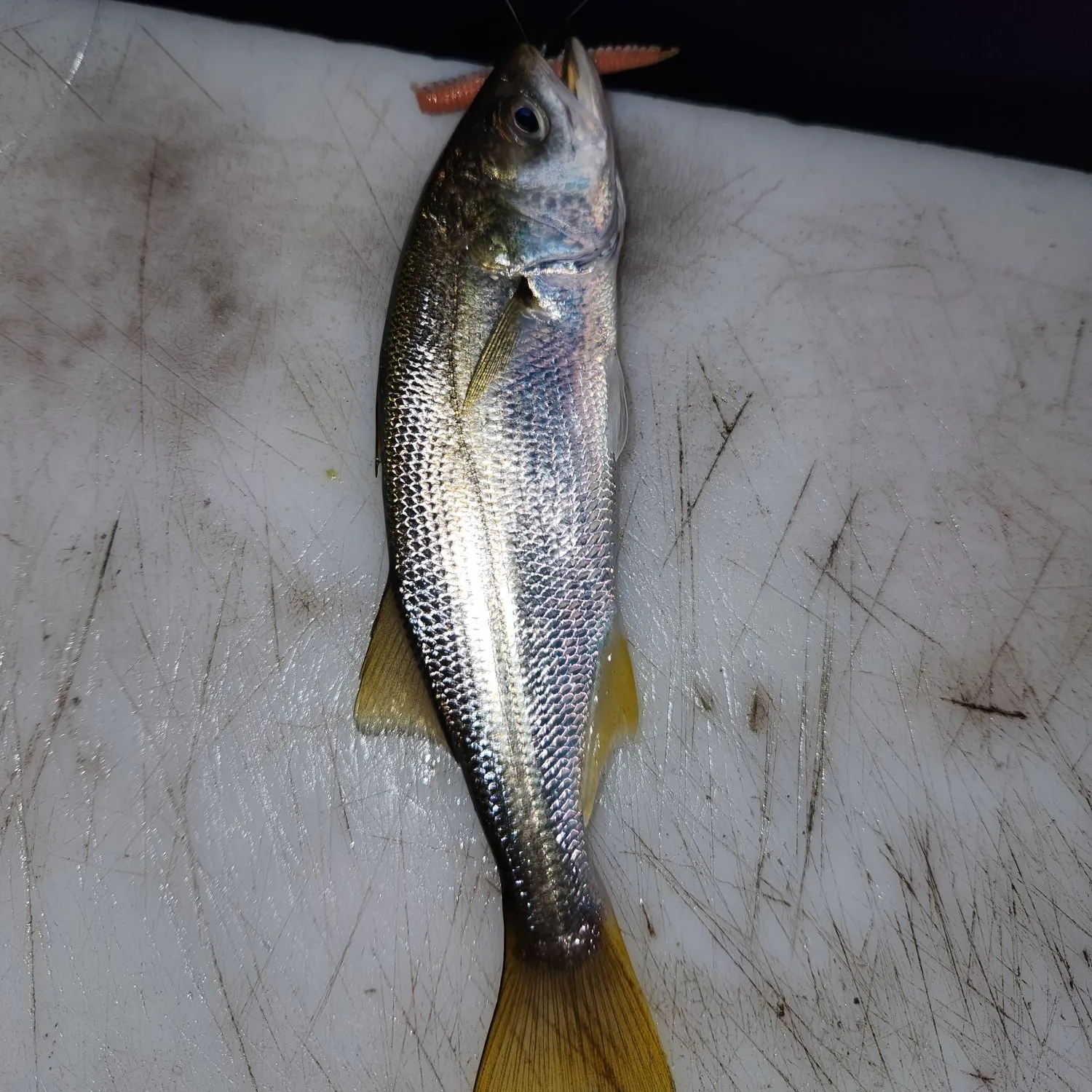 The most recent Queenfish catches on Fishbrain