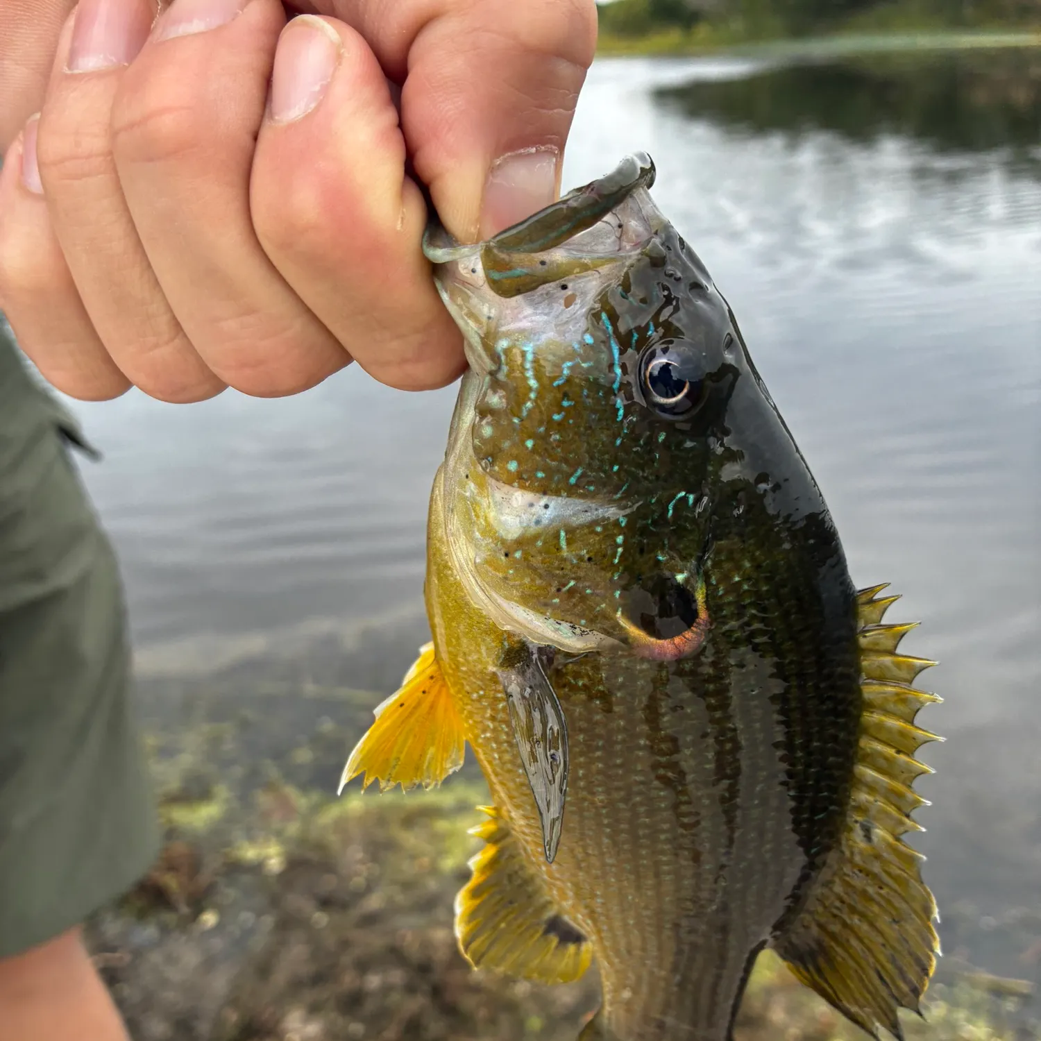 Green sunfish caught on Fishbrain