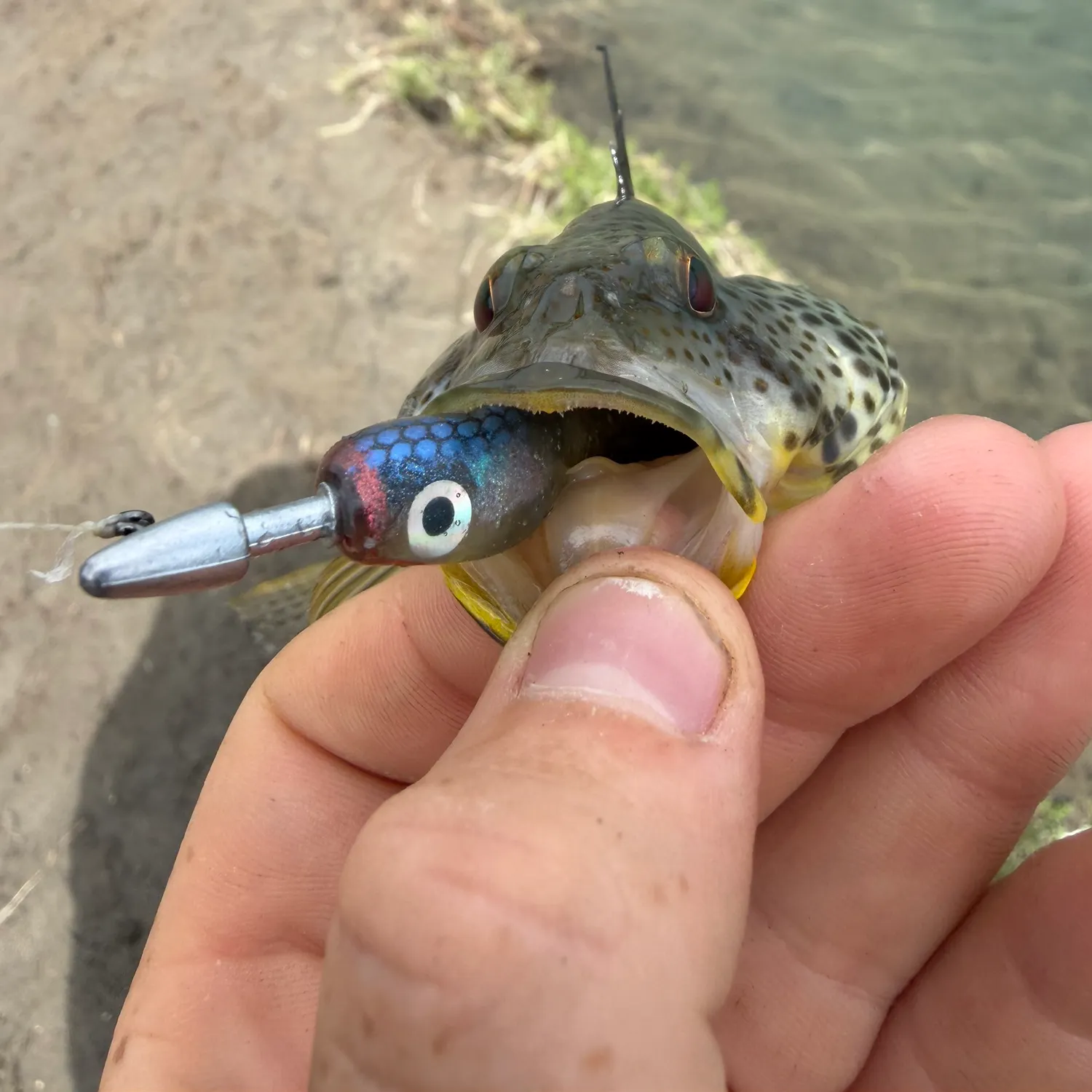 Spotted sand bass caught on Fishbrain