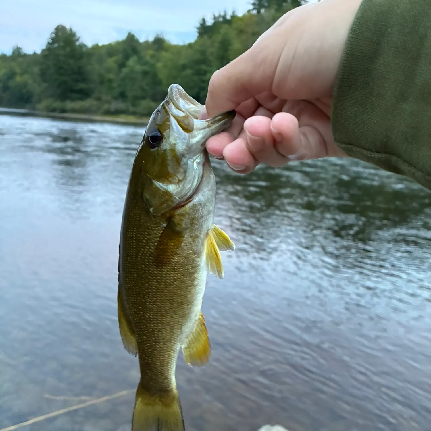Smallmouth bass caught on Fishbrain
