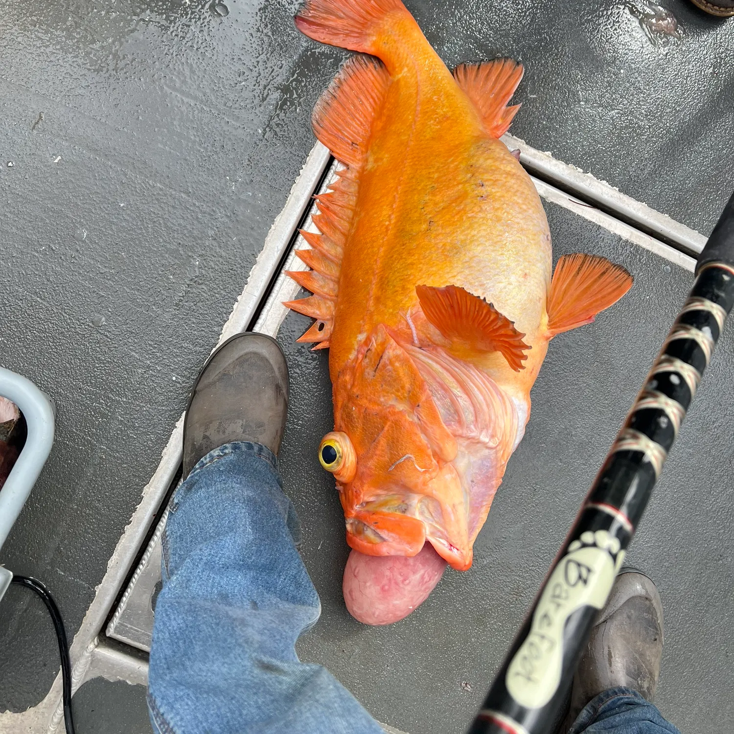 The most recent Yelloweye rockfish catches on Fishbrain