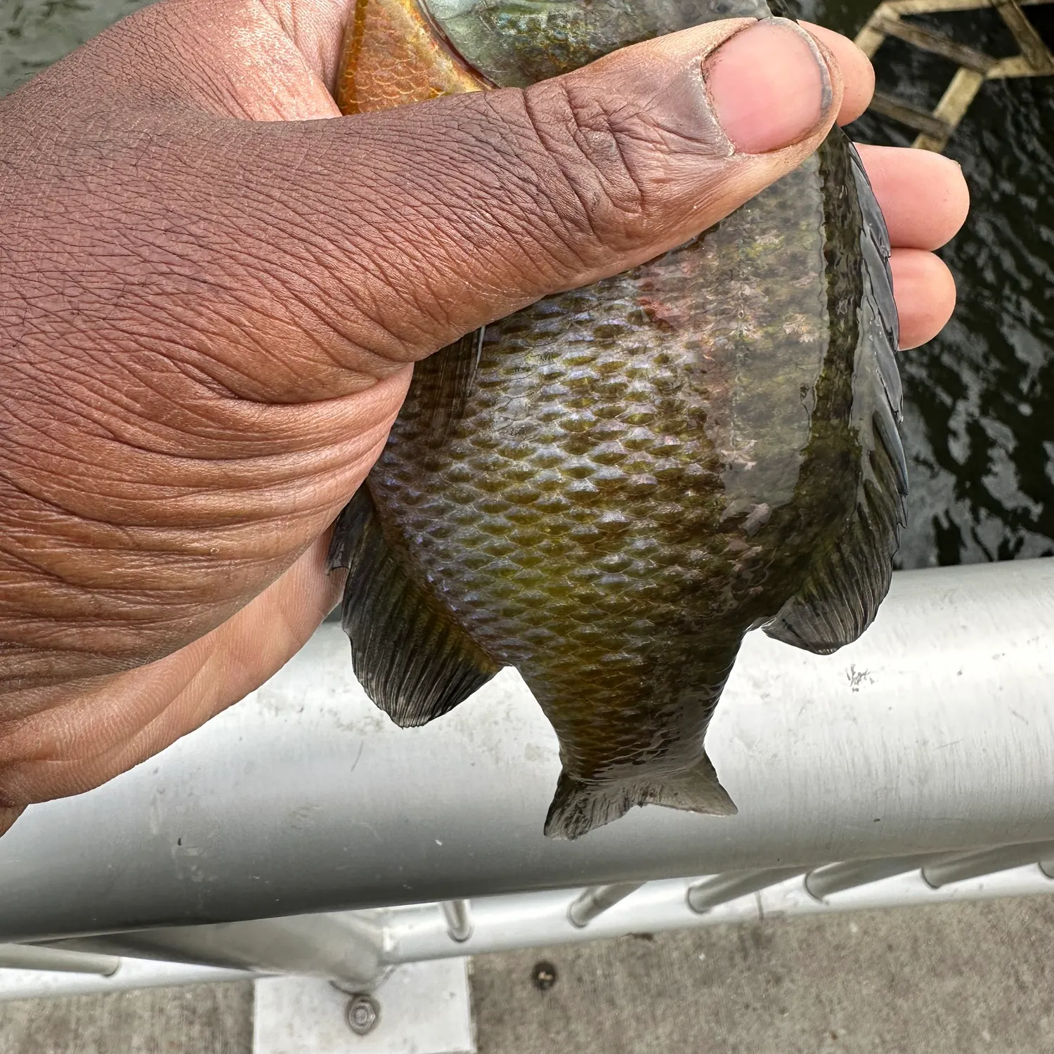 Bluegill caught on Fishbrain