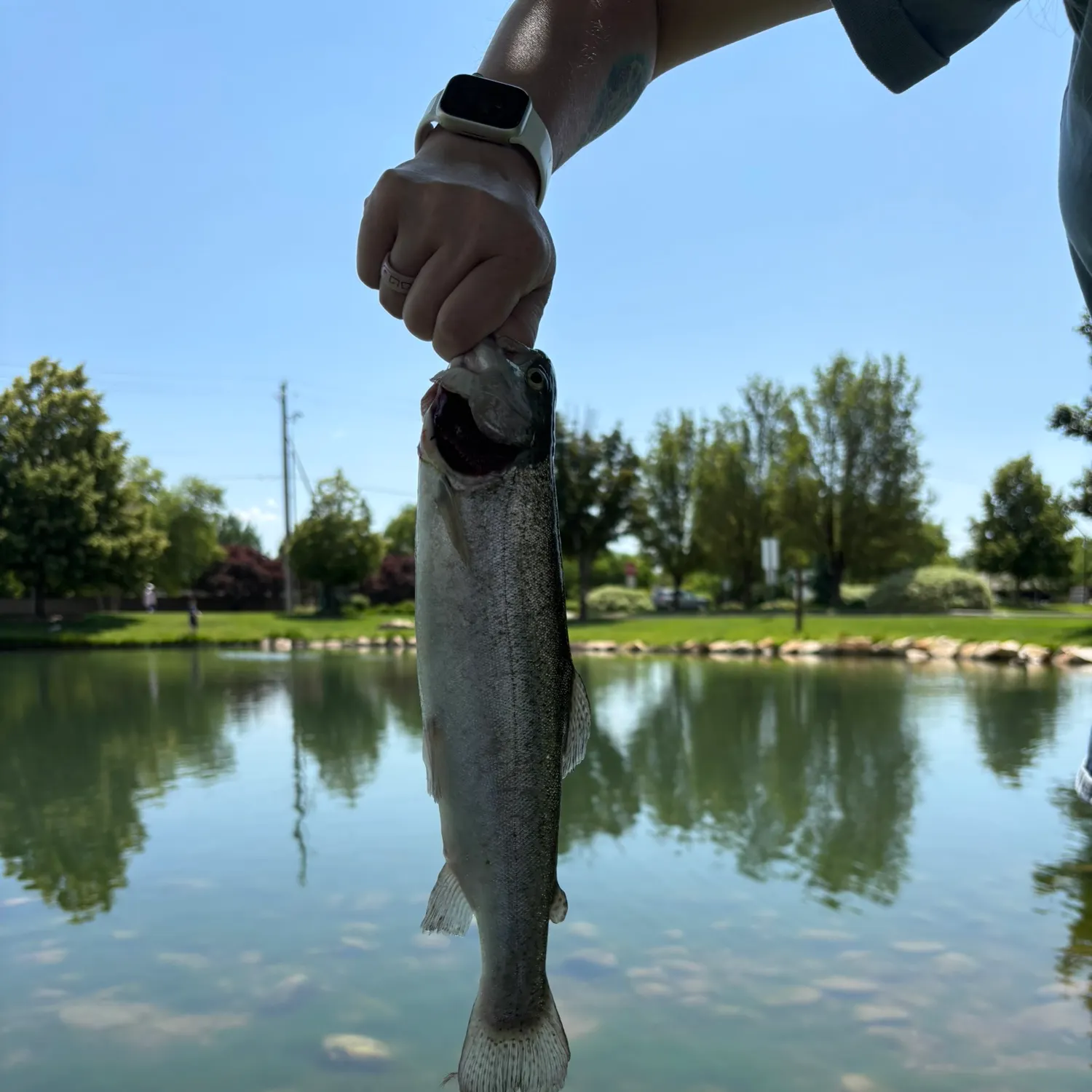 recently logged catches
