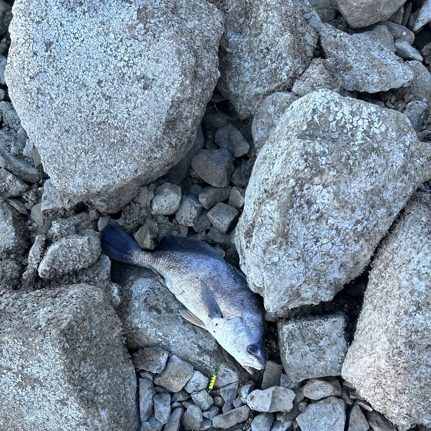 Freshwater drum caught on Fishbrain
