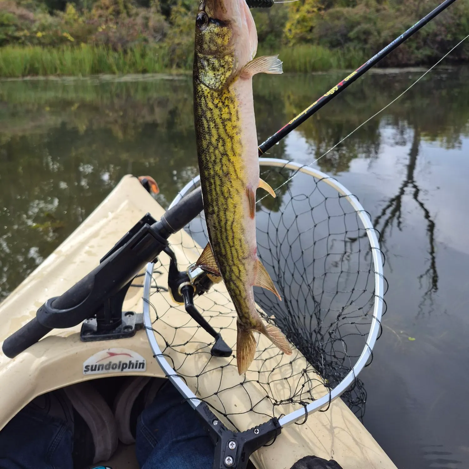 Chain pickerel caught on Fishbrain