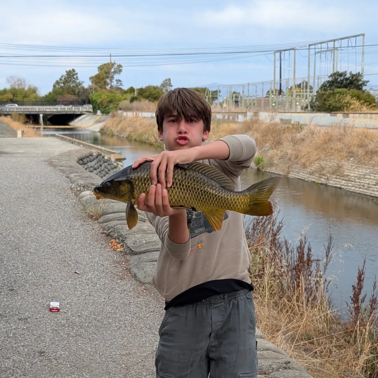 Common carp caught on Fishbrain
