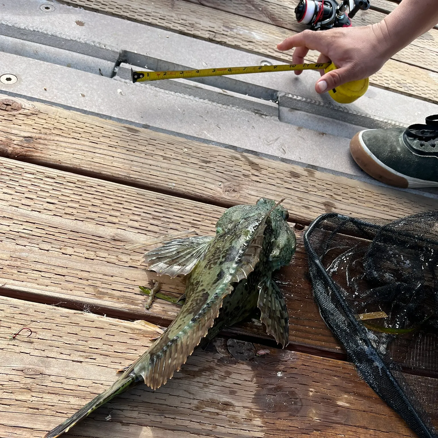 The most recent Cabezon catches on Fishbrain