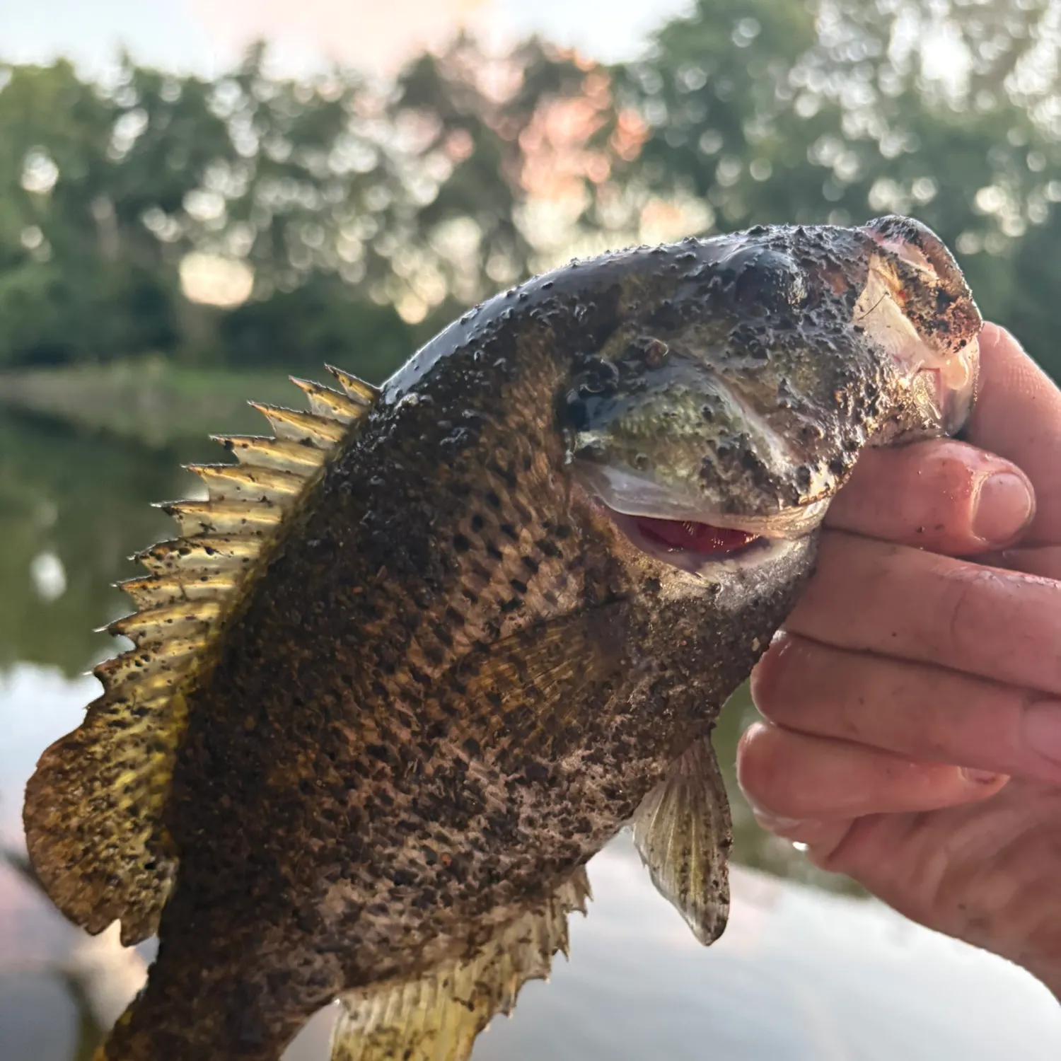 Rock bass caught on Fishbrain
