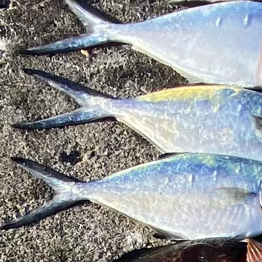 Blue runner caught on Fishbrain
