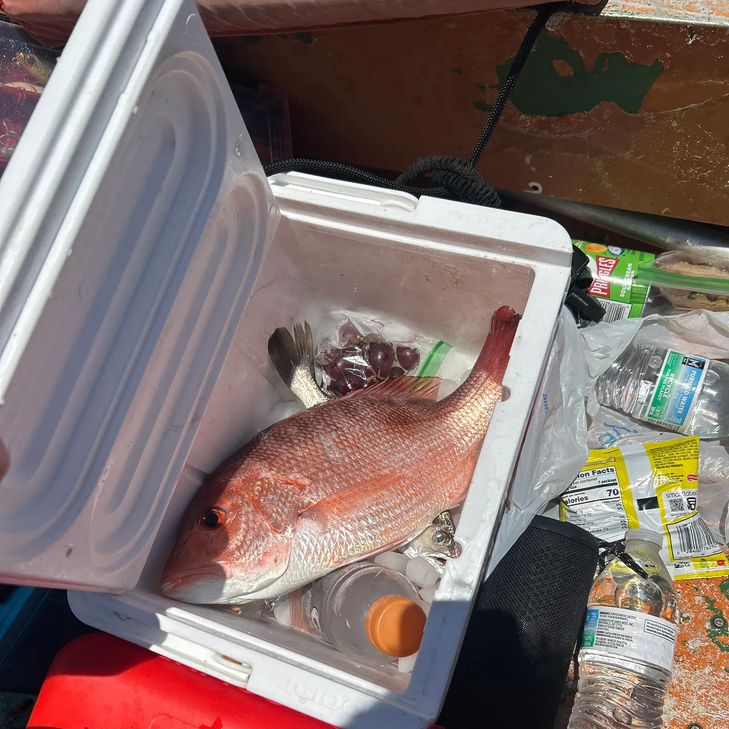 The most recent Northern red snapper catches on Fishbrain