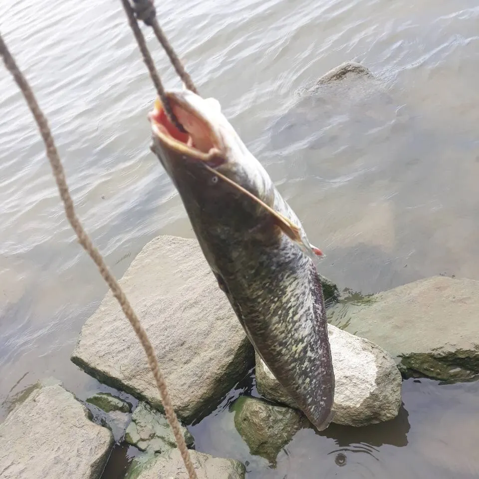 The most recent Amur catfish catches on Fishbrain