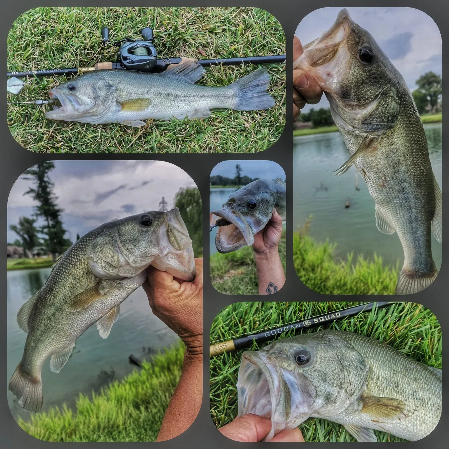 recently logged catches