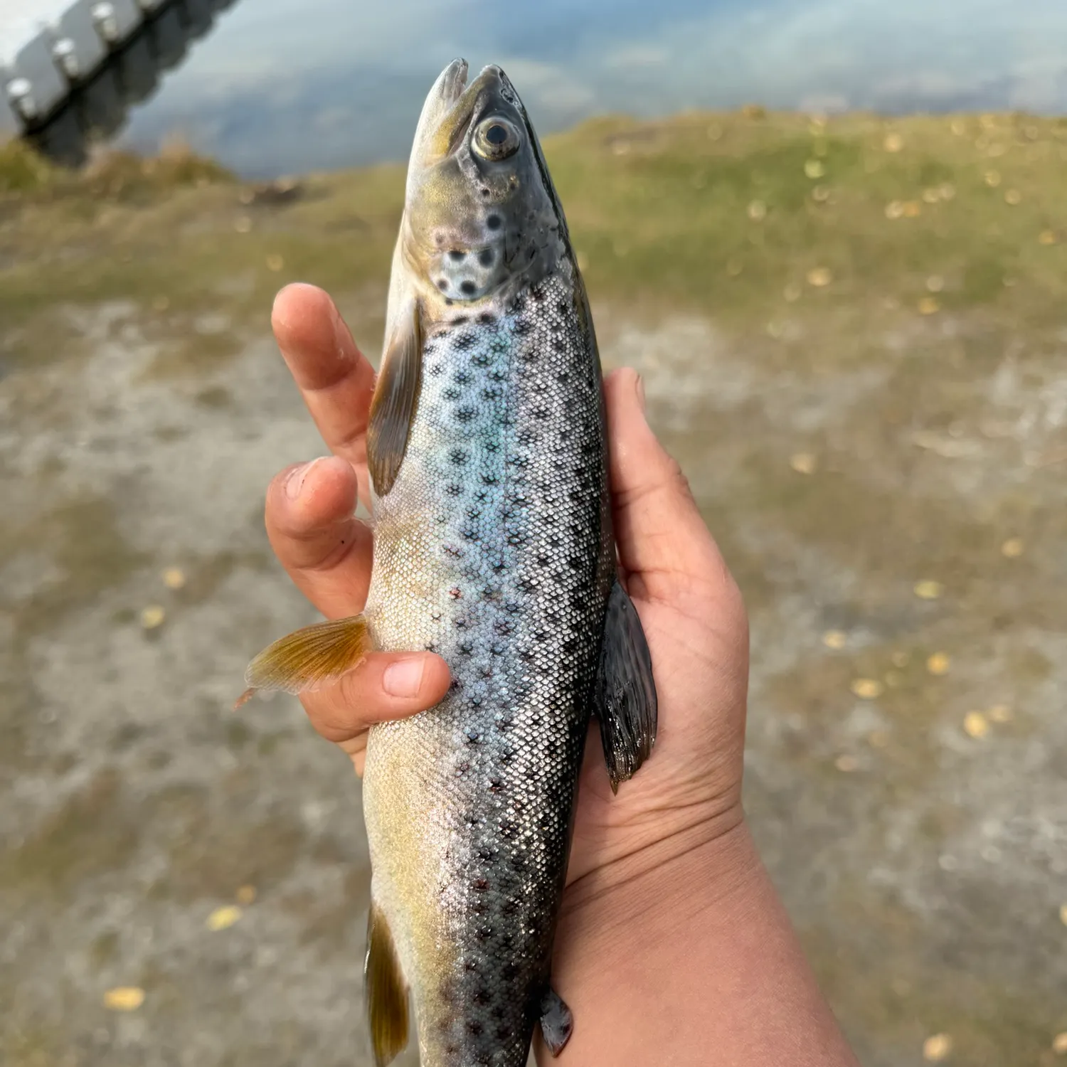 Brown trout caught on Fishbrain