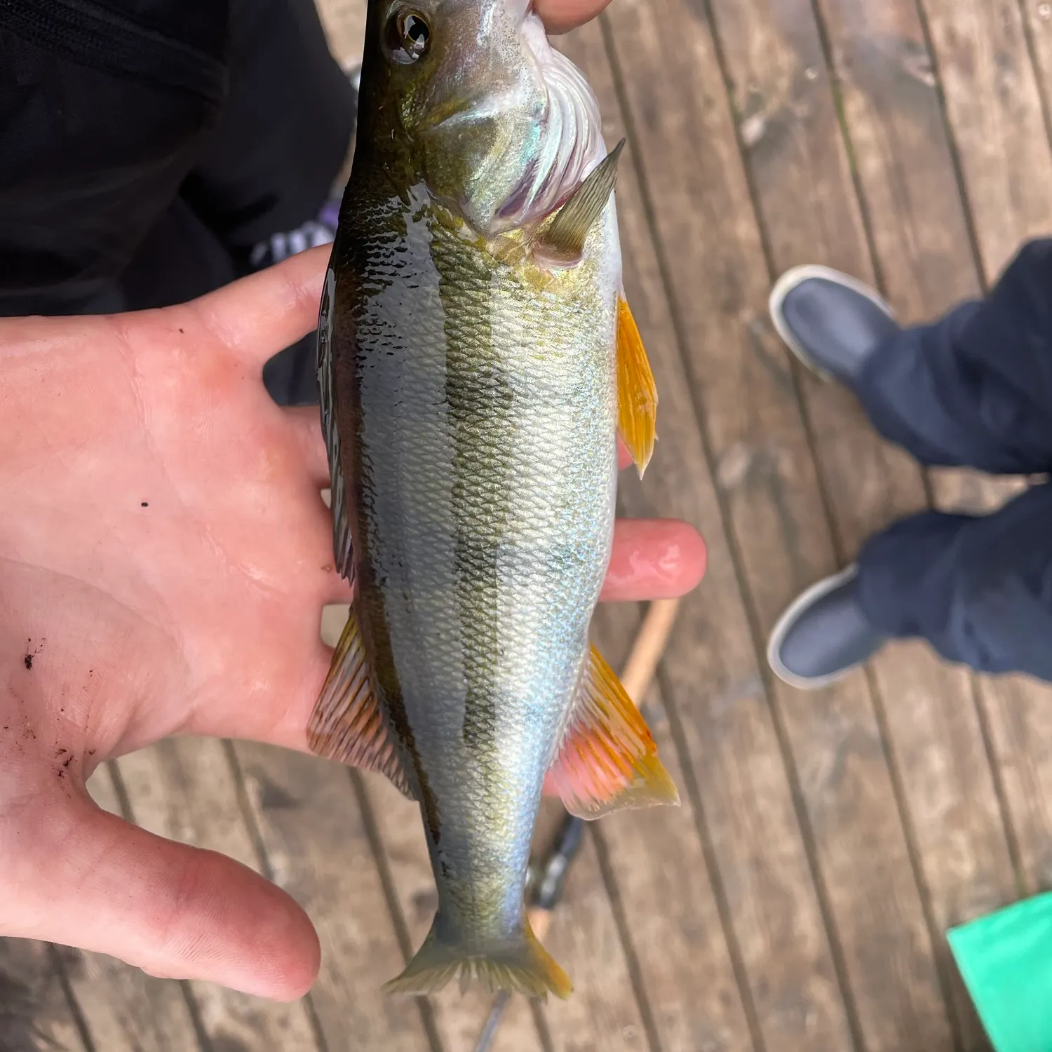Yellow perch caught on Fishbrain