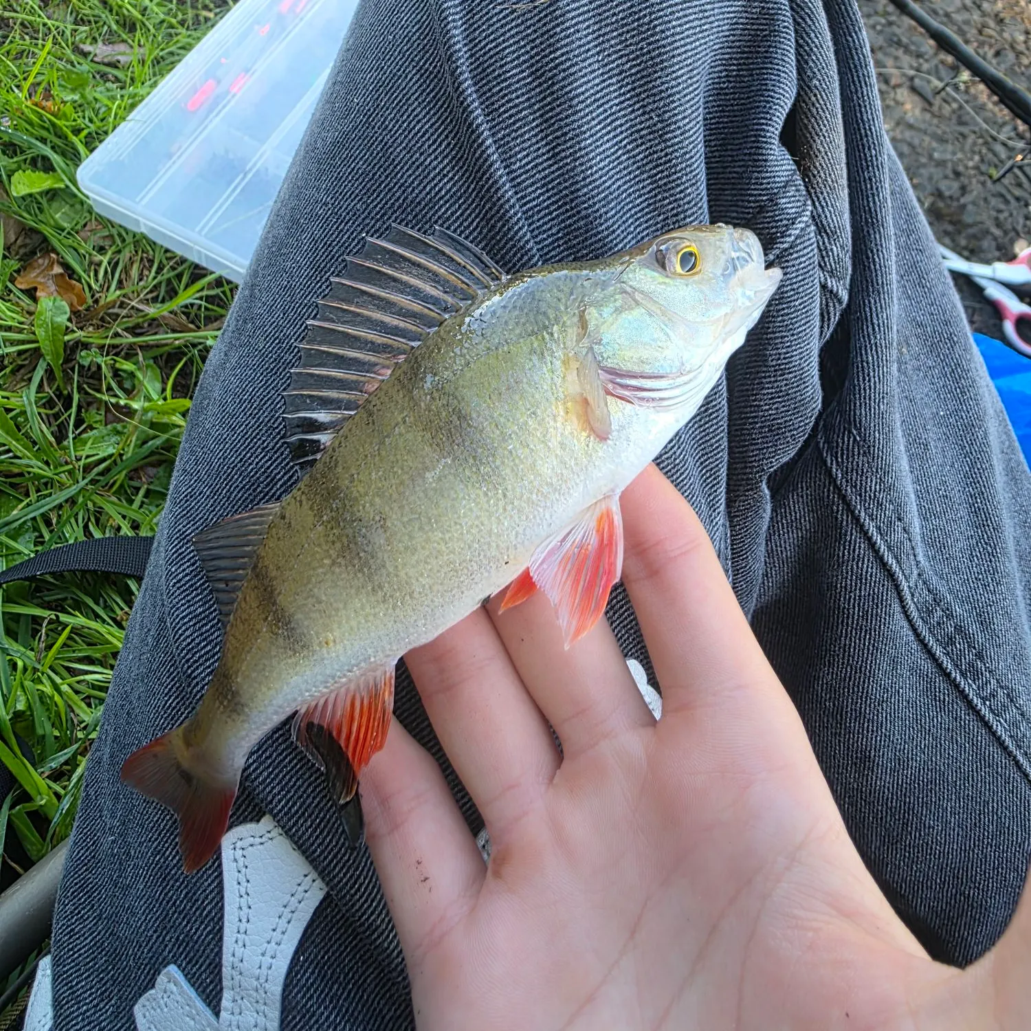 European perch caught on Fishbrain