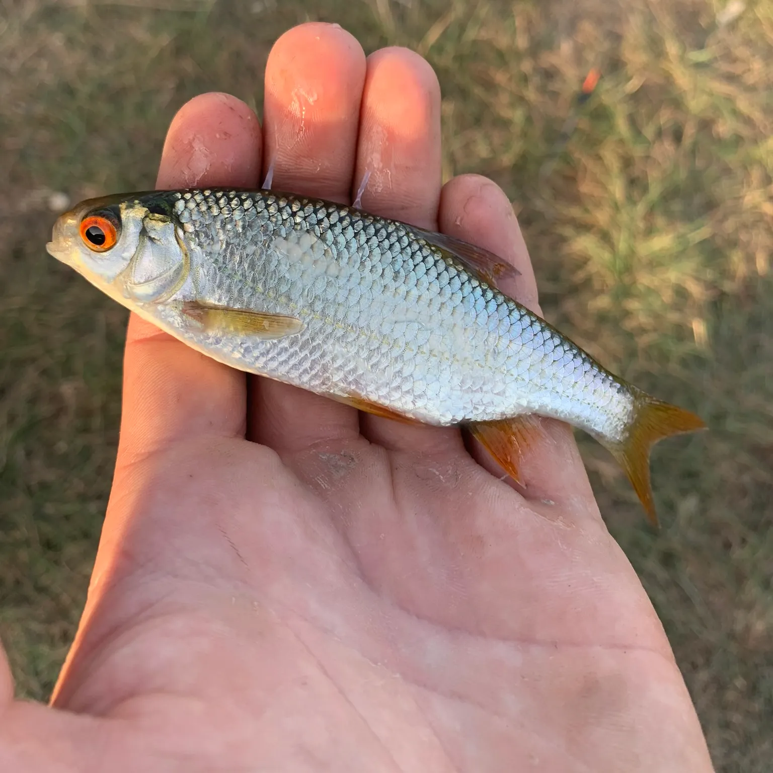 The most recent Common roach catches on Fishbrain