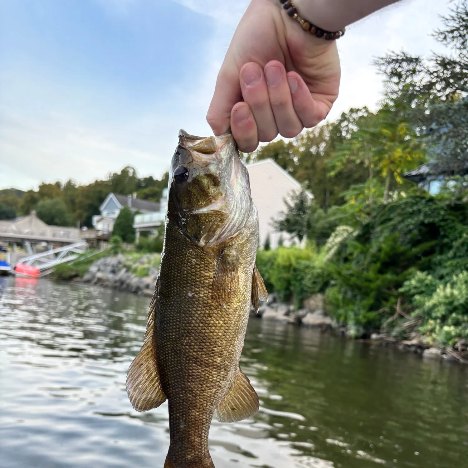 Smallmouth bass caught on Fishbrain