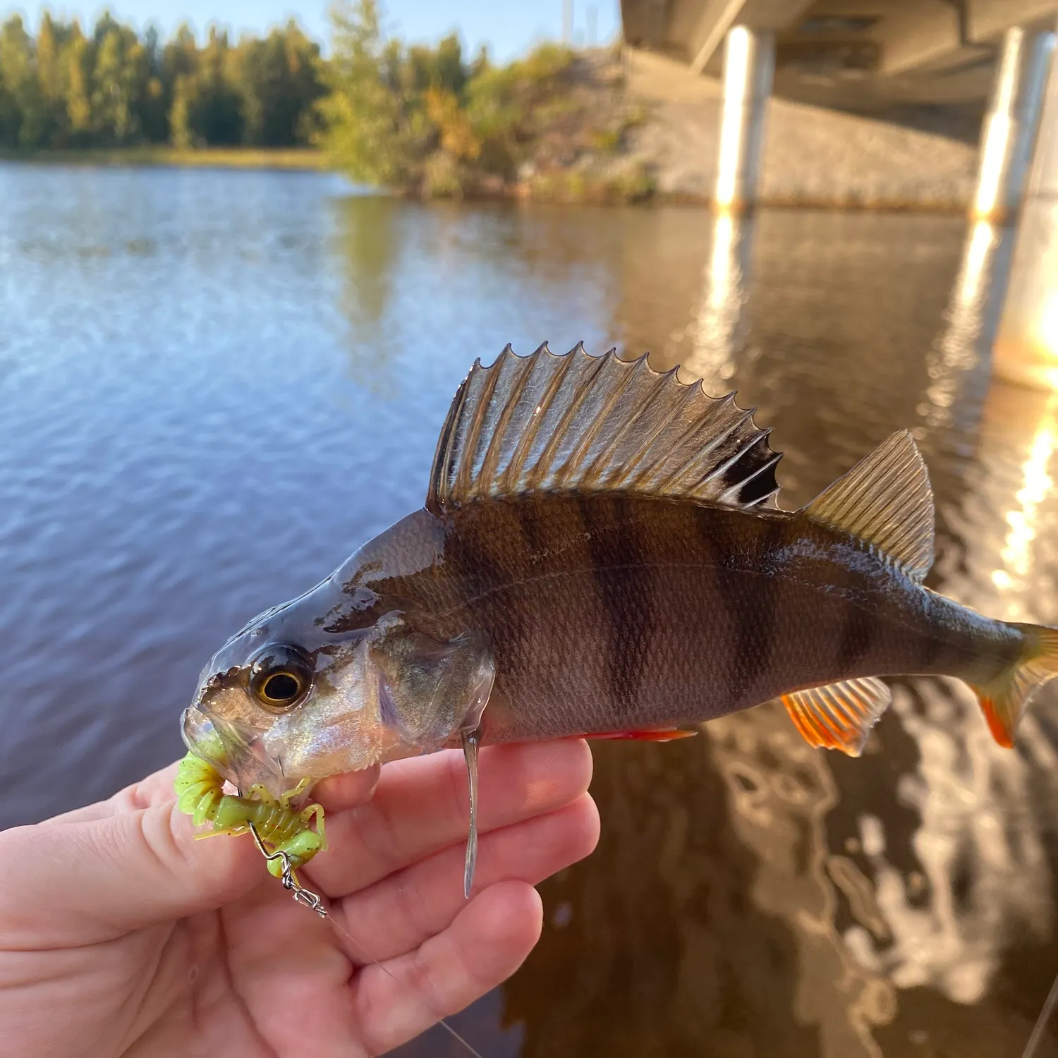 European perch caught on Fishbrain