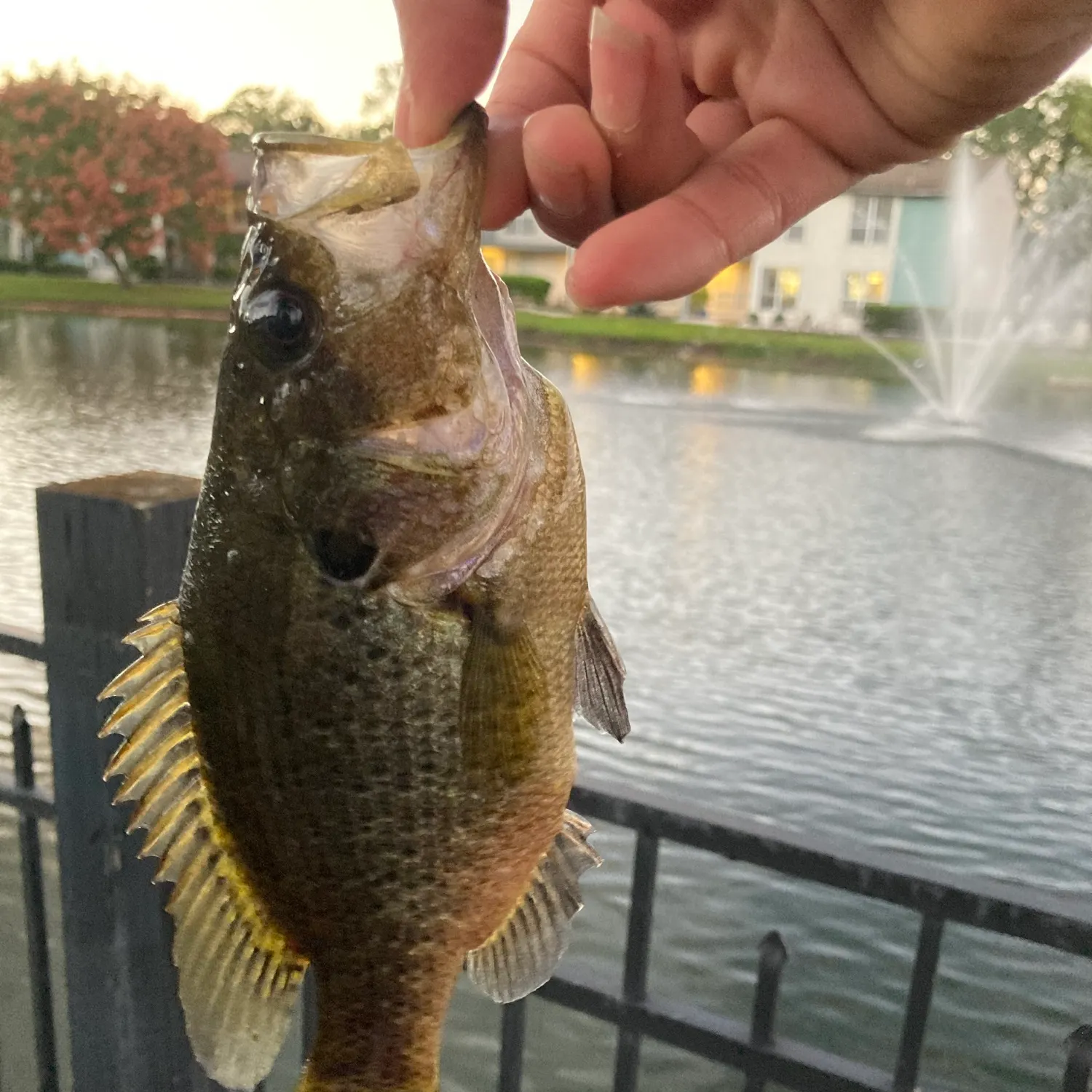 Warmouth caught on Fishbrain
