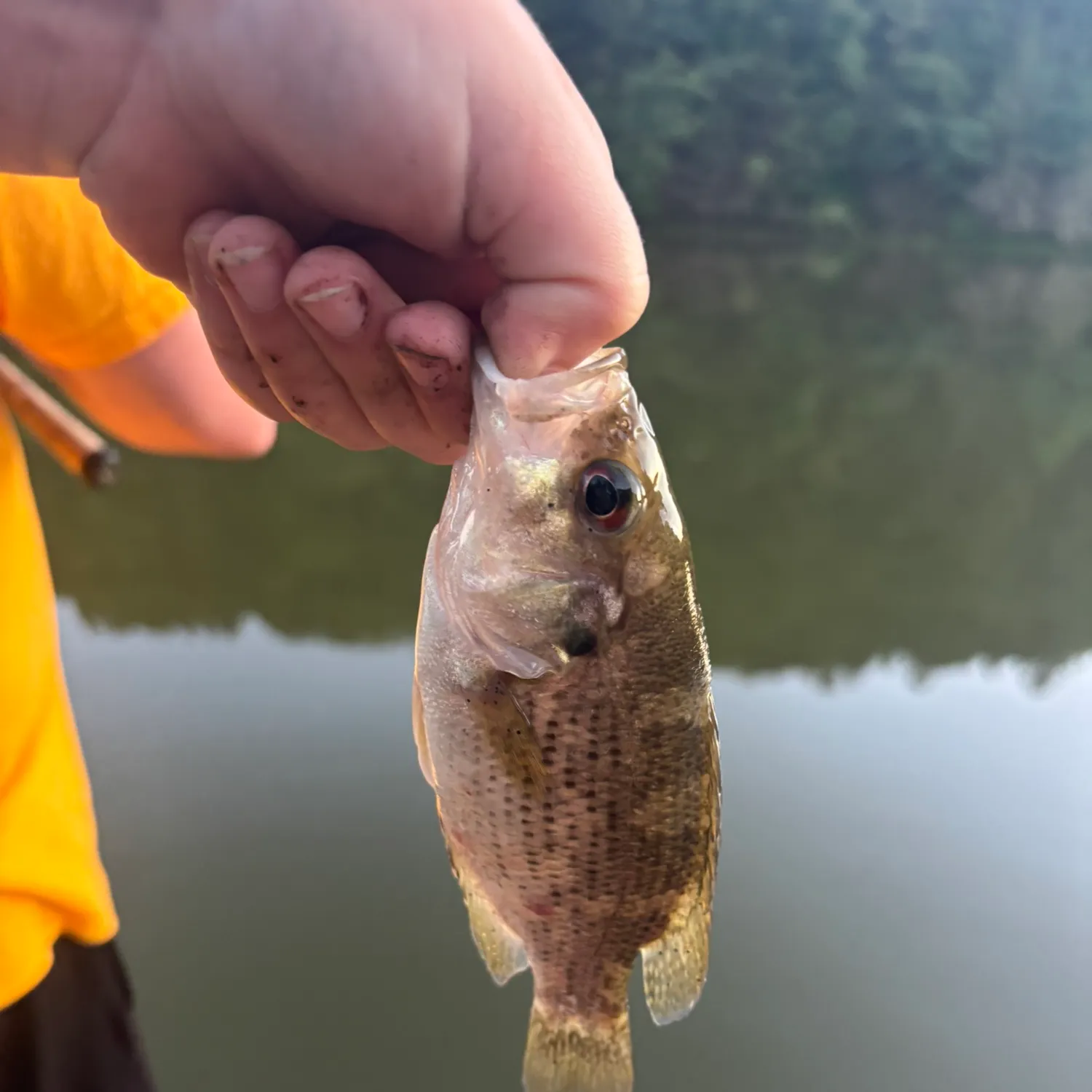 Rock bass caught on Fishbrain