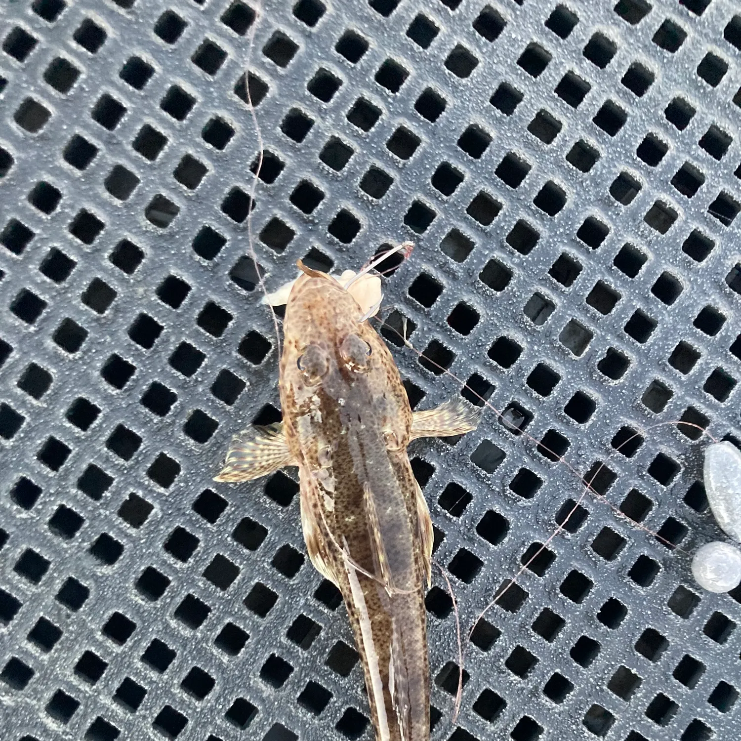 The most recent Dusky flathead catches on Fishbrain