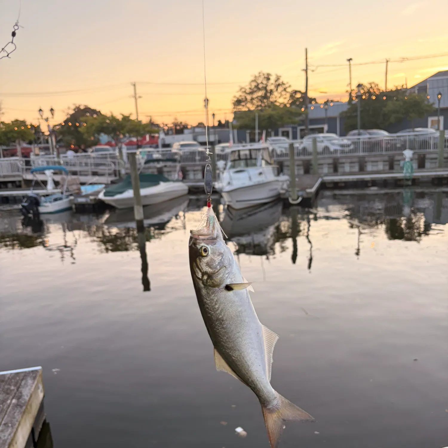 Bluefish caught on Fishbrain