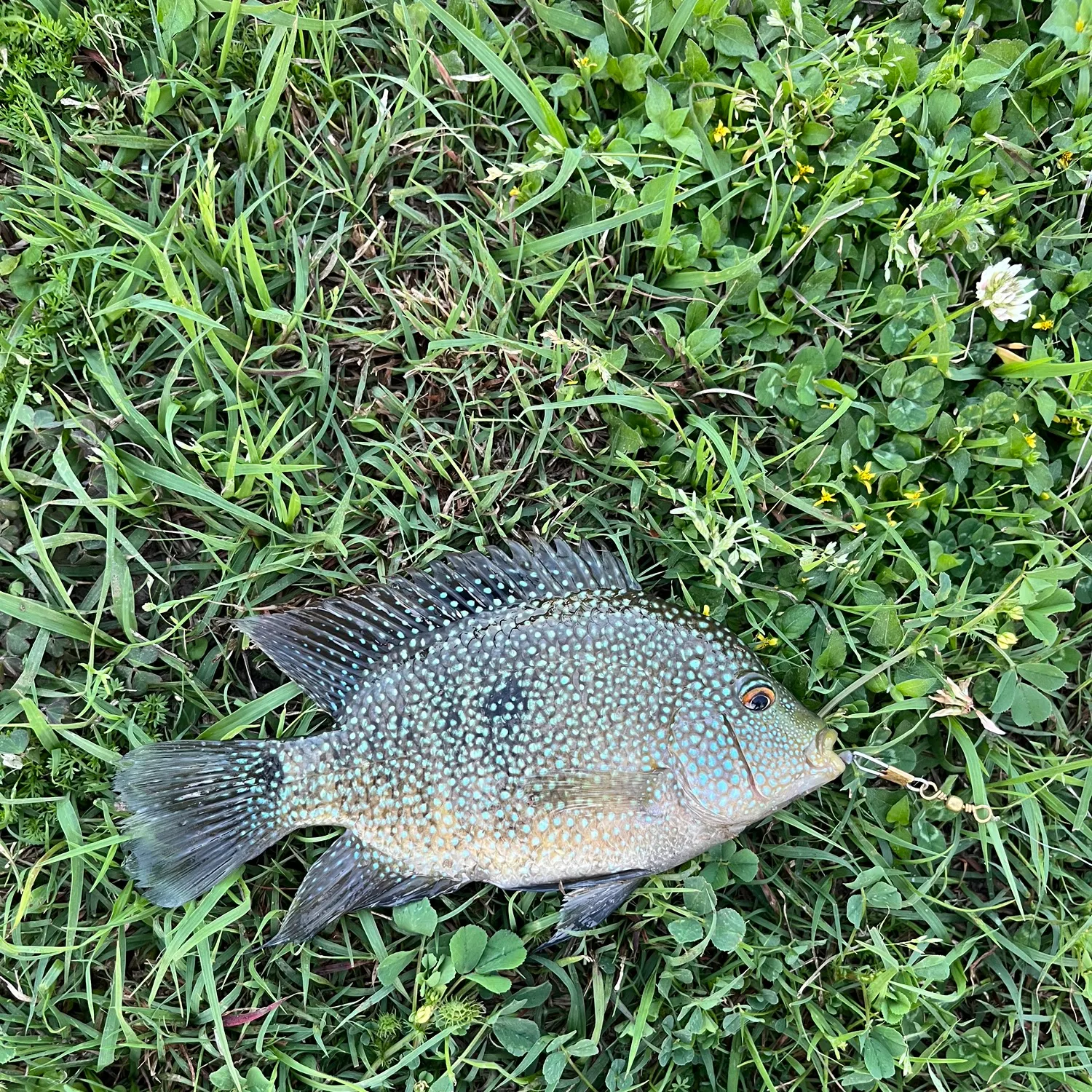 The most recent Rio Grande cichlid catches on Fishbrain