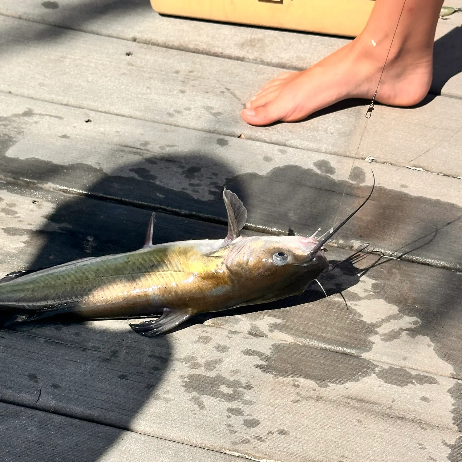 Channel catfish caught on Fishbrain