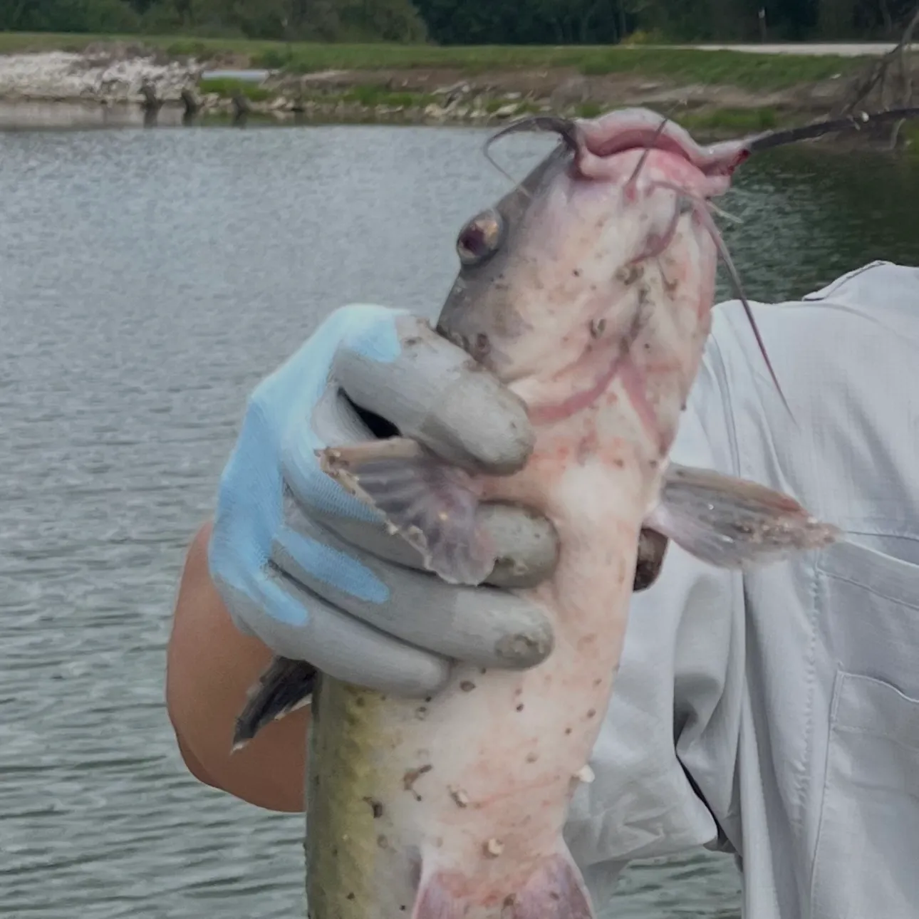 Channel catfish caught on Fishbrain