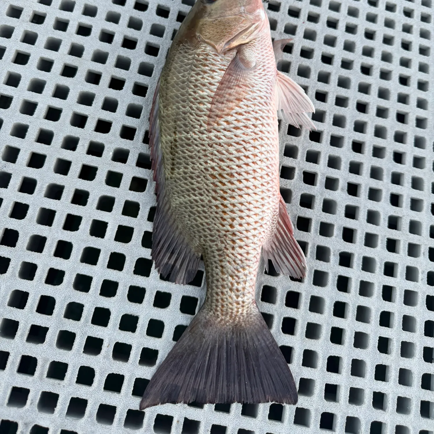 Mangrove snapper caught on Fishbrain