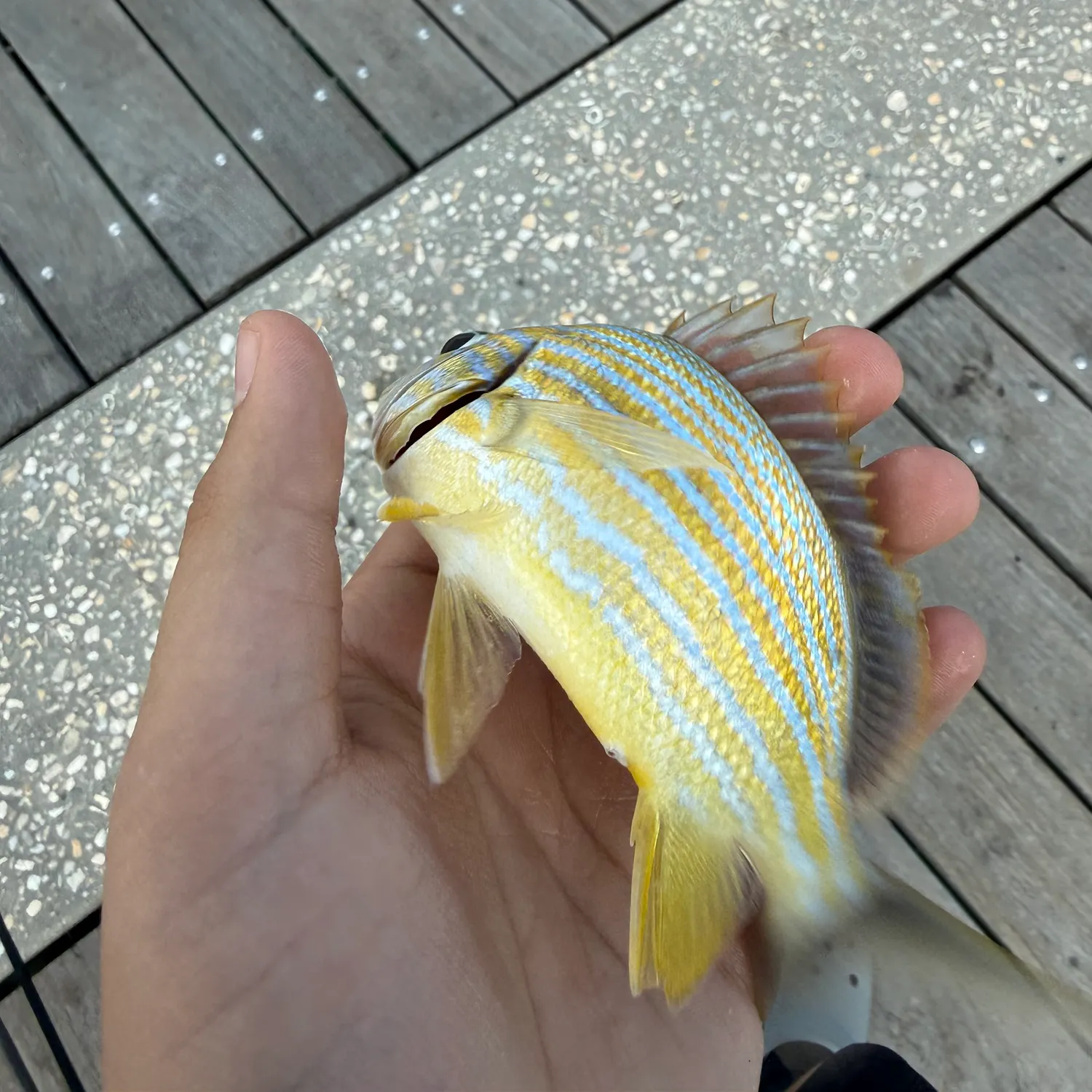 The most recent Bluestriped grunt catches on Fishbrain