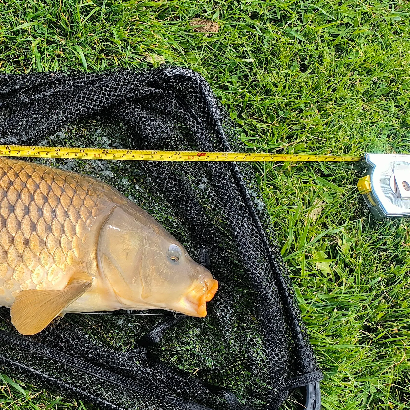 Common carp caught on Fishbrain