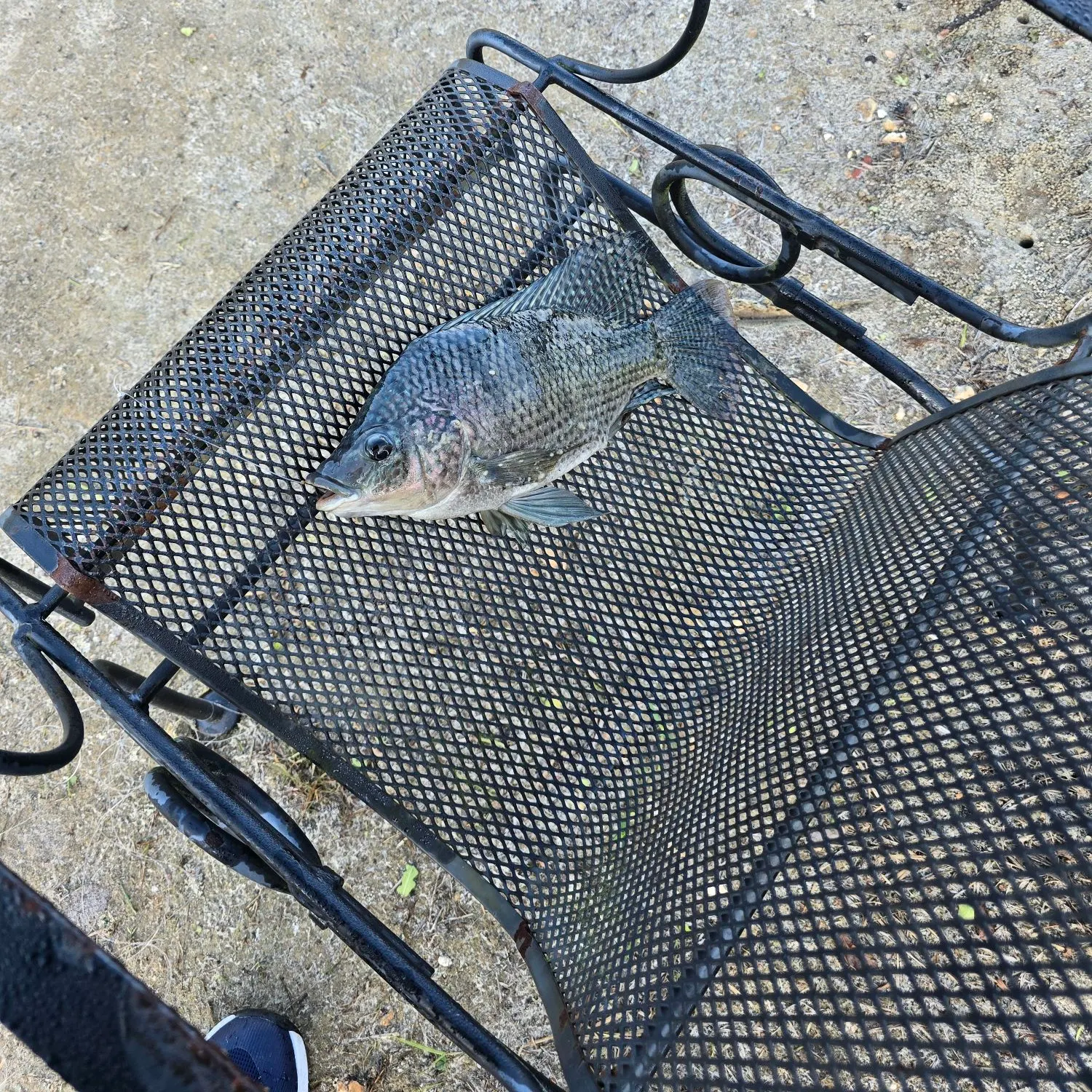 The most recent Blue tilapia catches on Fishbrain