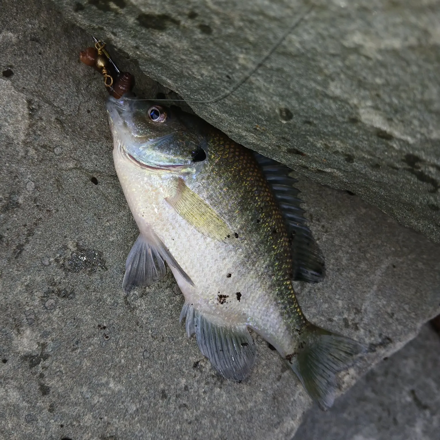 Bluegill caught on Fishbrain