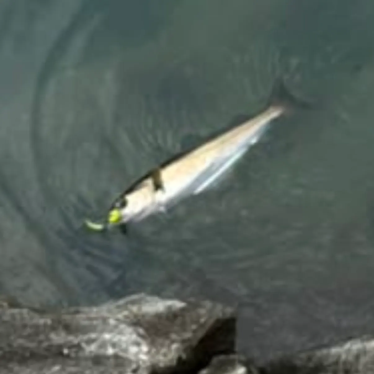 The most recent Pollack catches on Fishbrain
