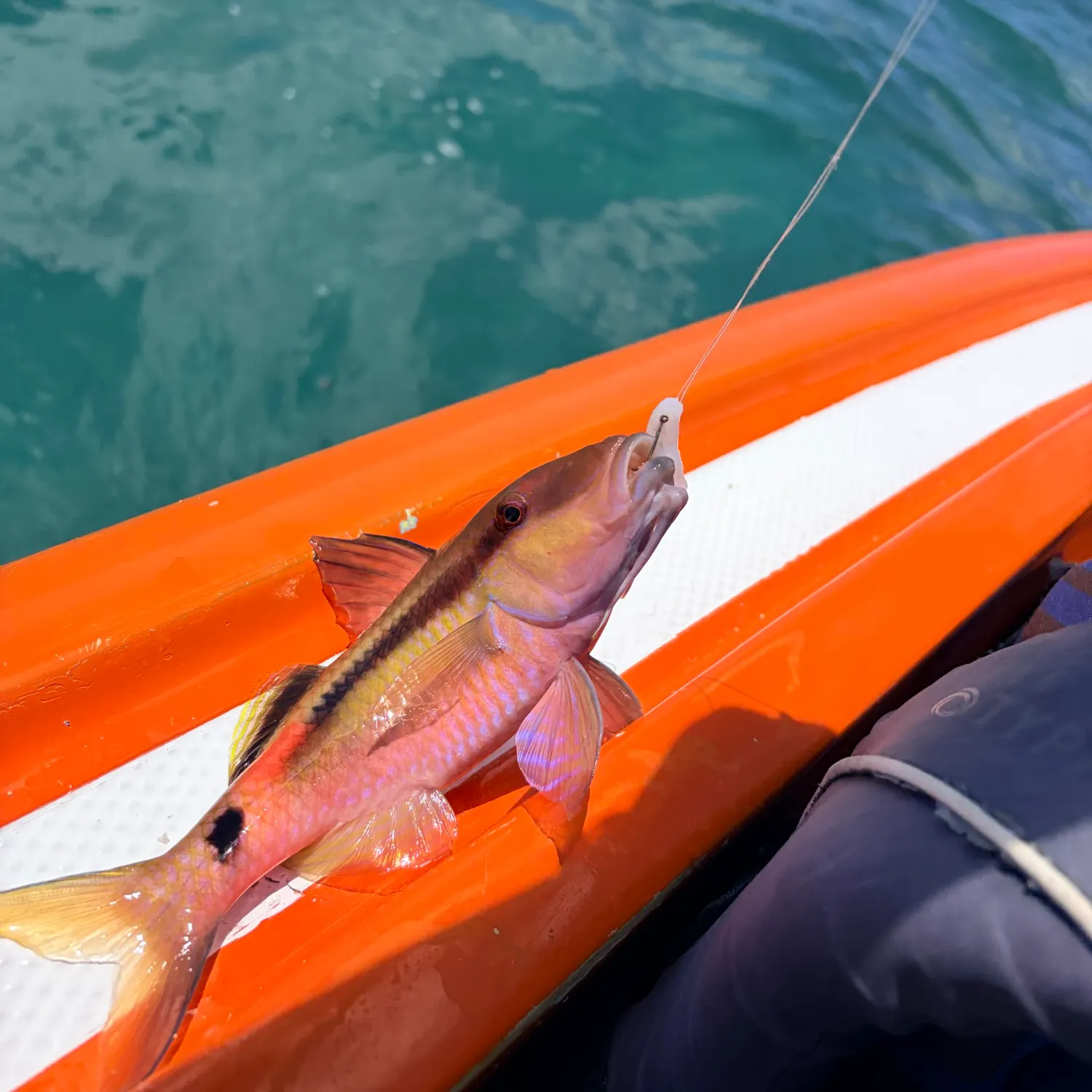 The most recent Dash-and-dot goatfish catches on Fishbrain