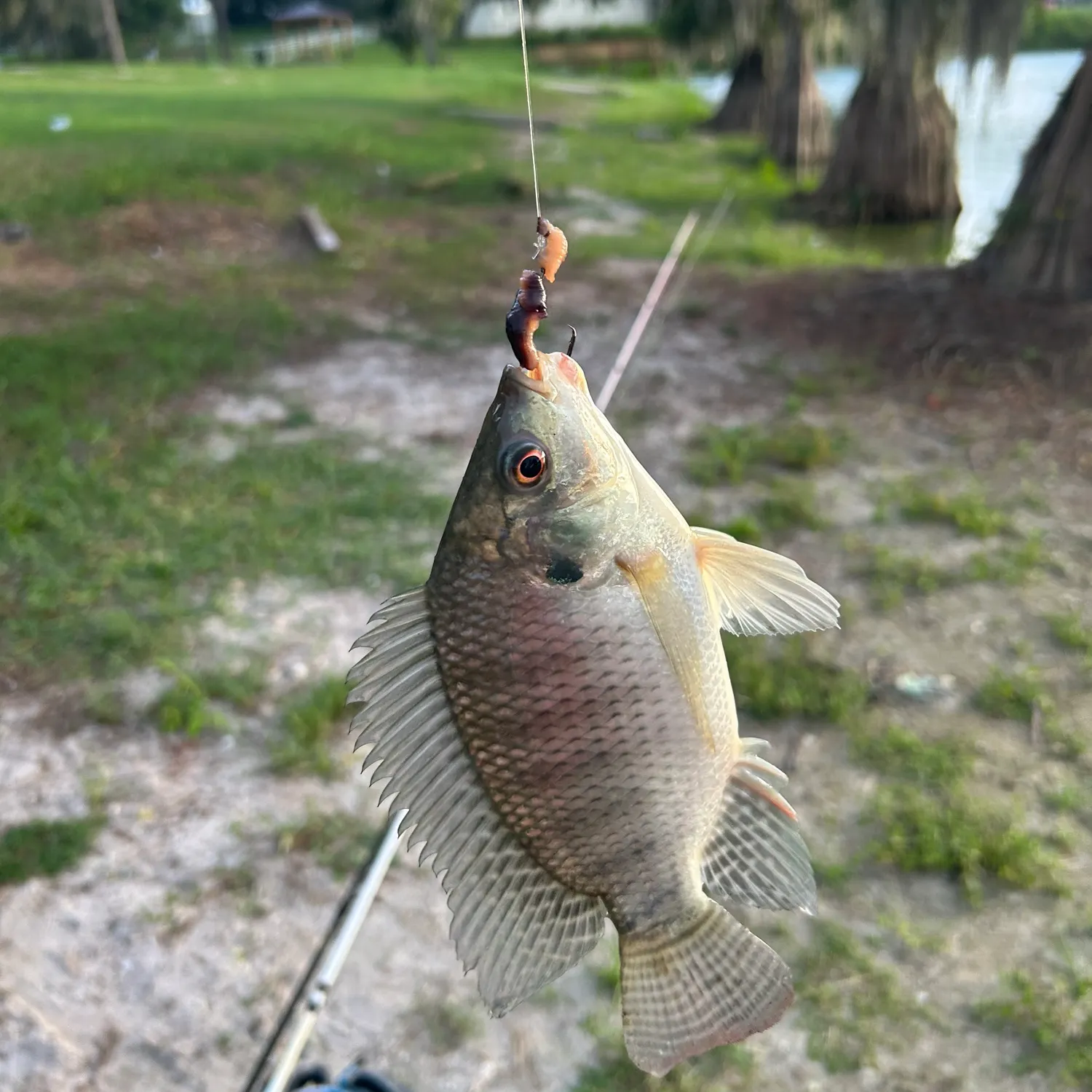 Nile tilapia caught on Fishbrain