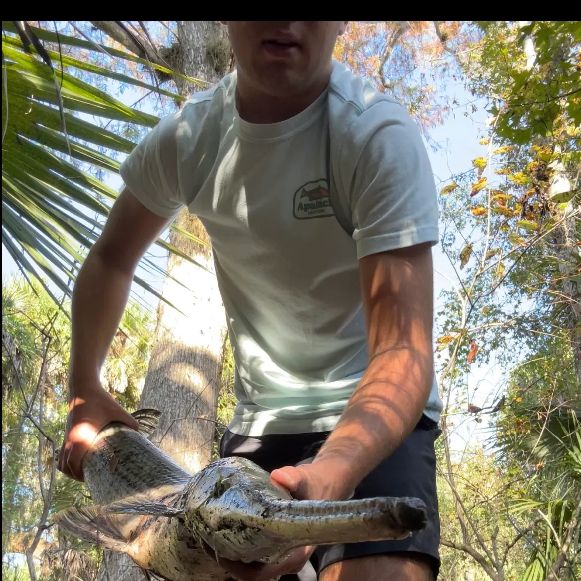 The most recent Longnose gar catches on Fishbrain