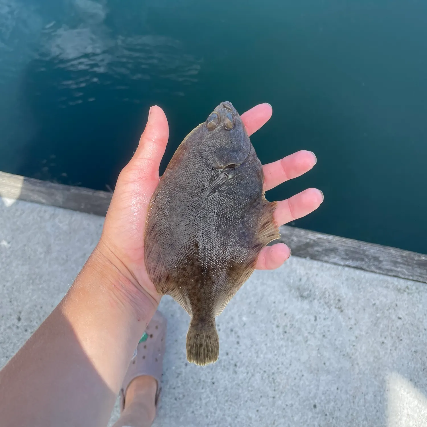 The most recent Northern rock sole catches on Fishbrain