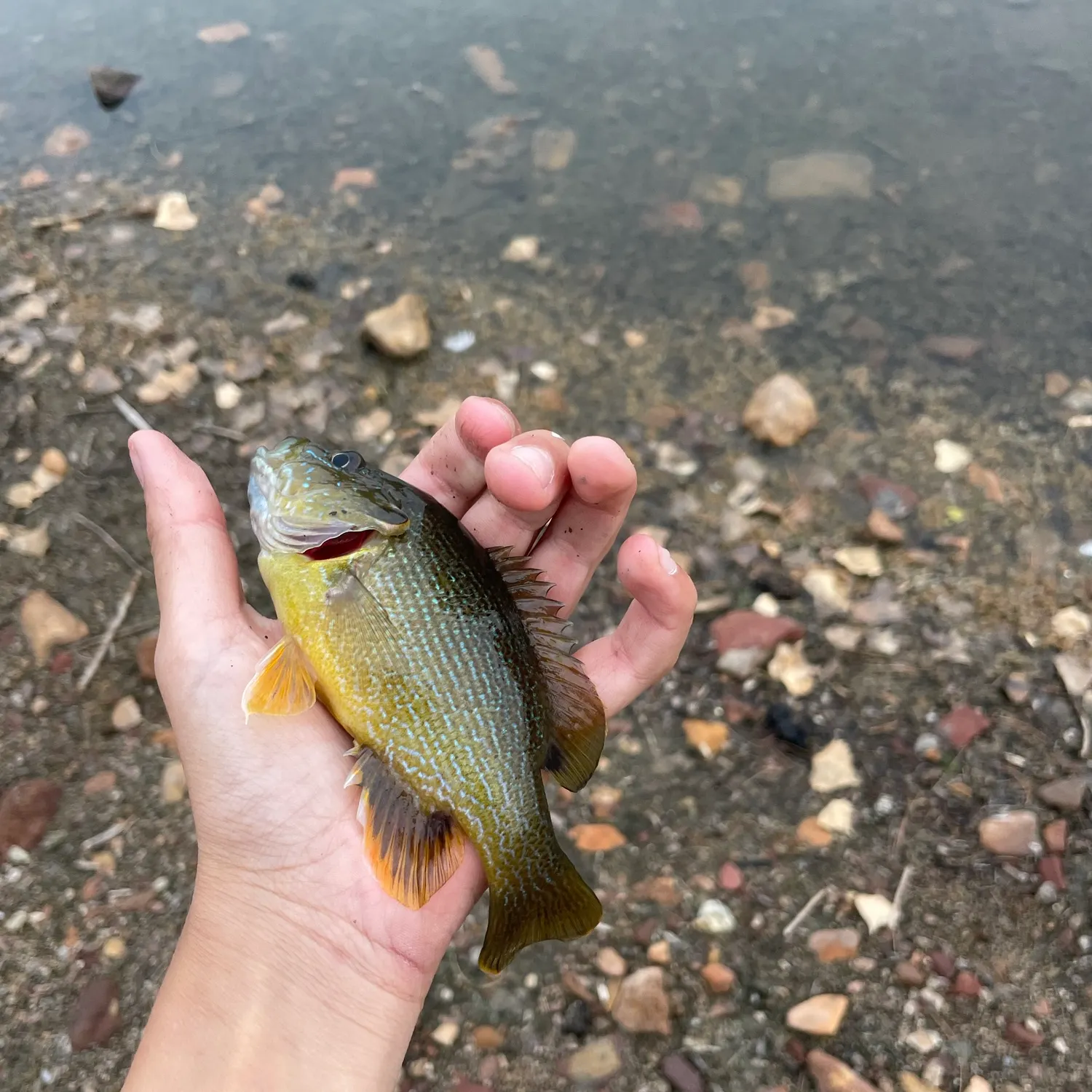 Green sunfish caught on Fishbrain
