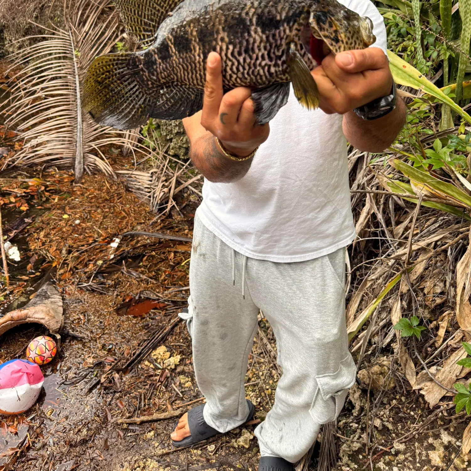 The most recent Jaguar cichlid catches on Fishbrain