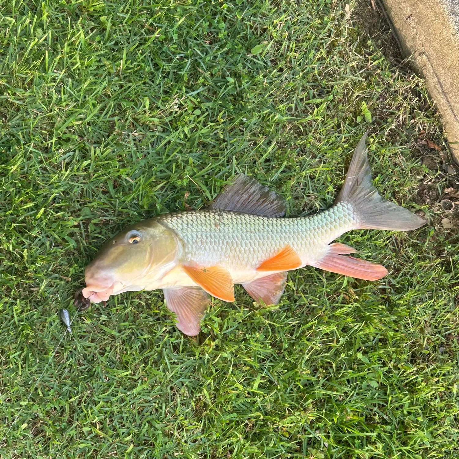 The most recent Smallmouth redhorse catches on Fishbrain